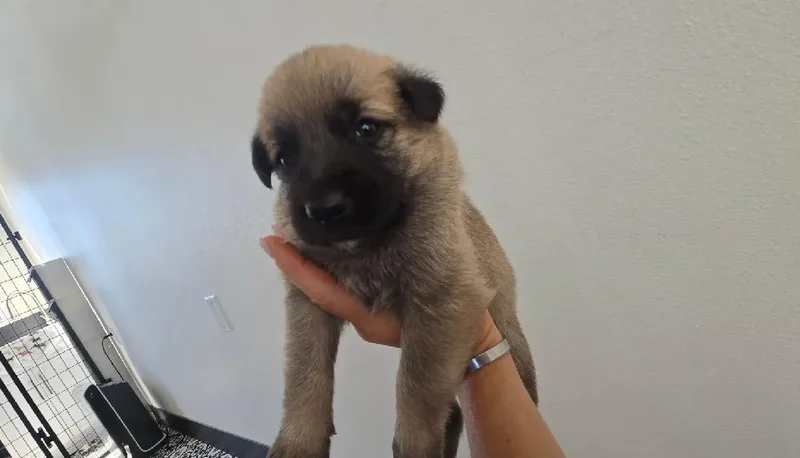 Bambis Puppies thumbnail 4