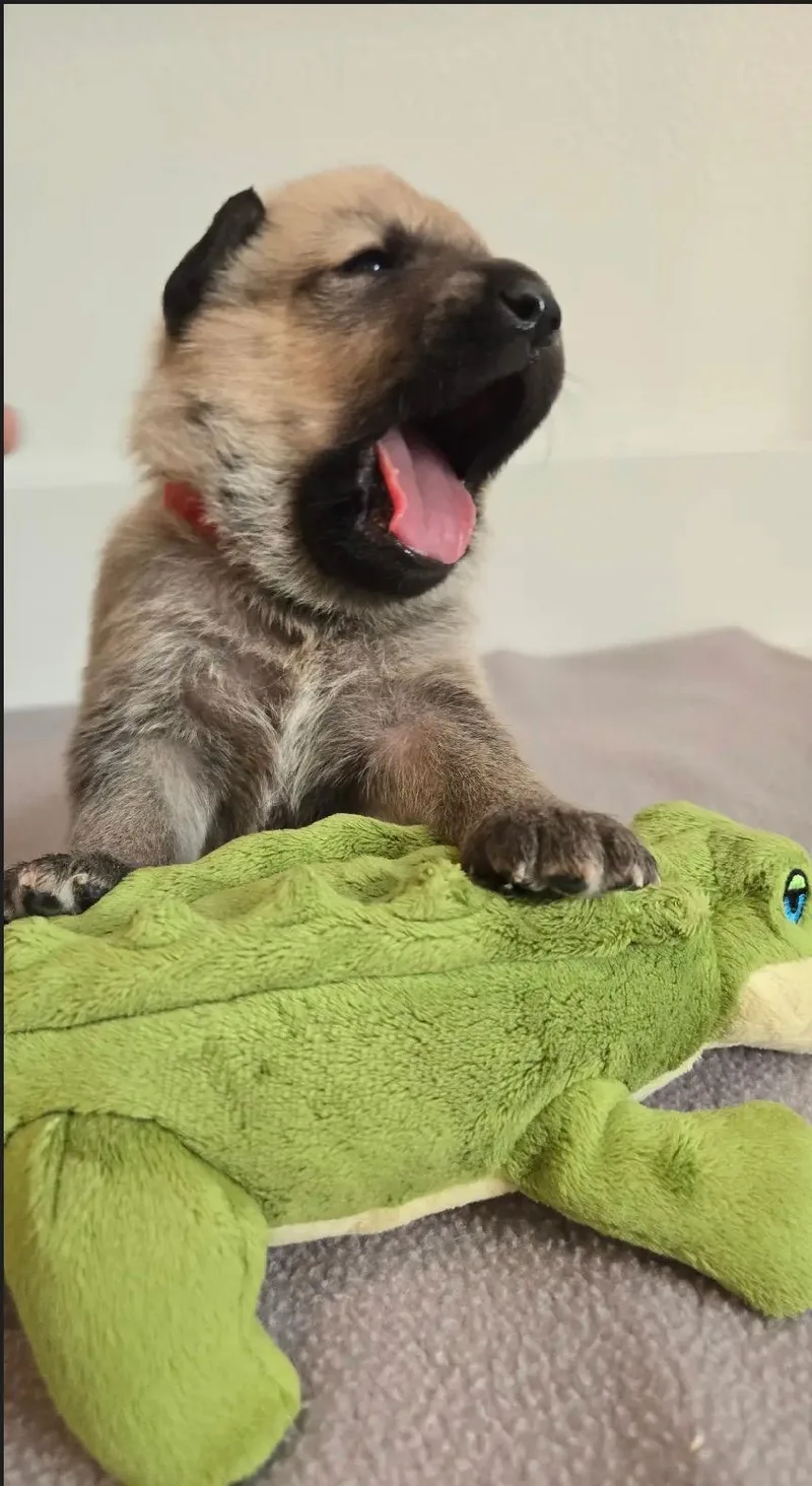 Bambis Puppies thumbnail 5