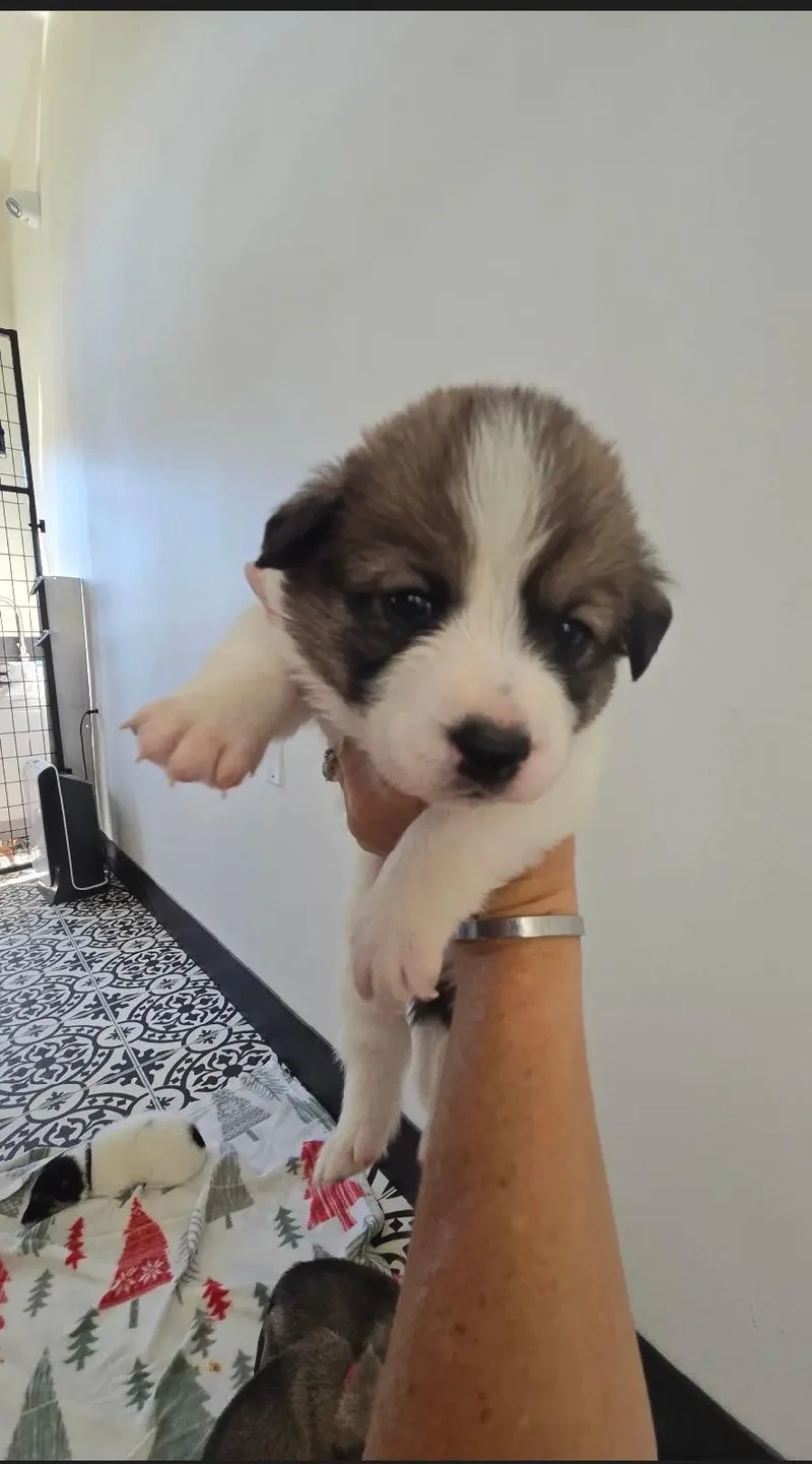 Bambis Puppies thumbnail 6