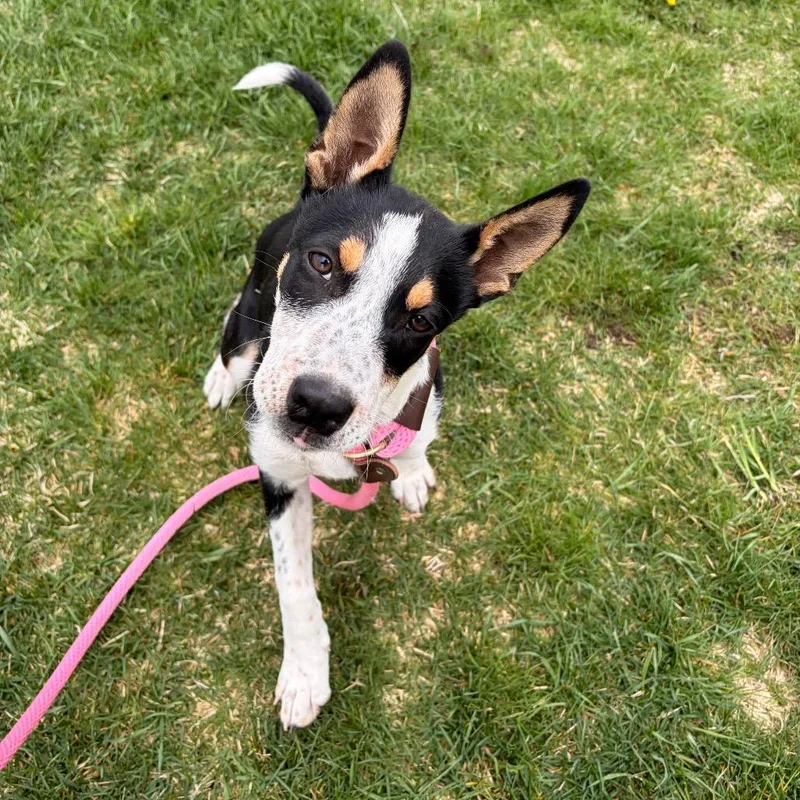 A baby medium-sized female Black Mixed Breed dog named Lopsy for adoption in Spokane, WA