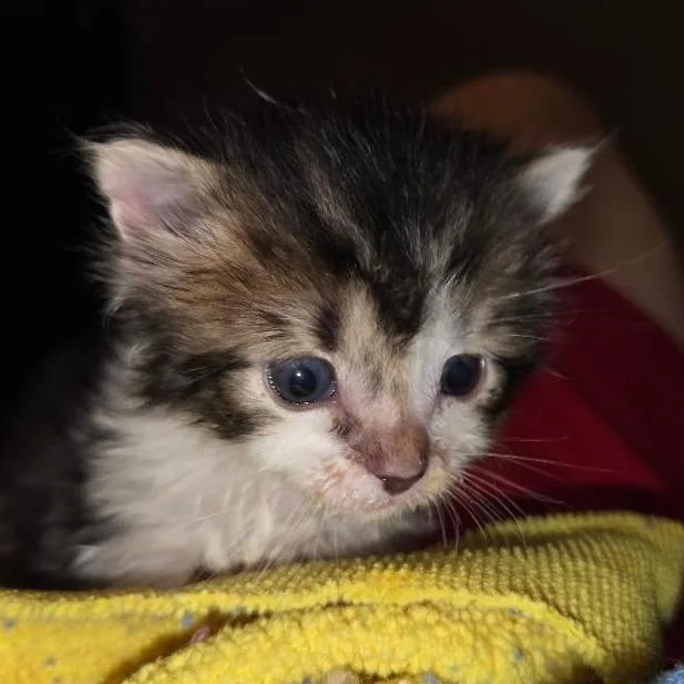 A baby small-sized male Domestic Medium Hair cat named Voyager for adoption in San Antonio, TX