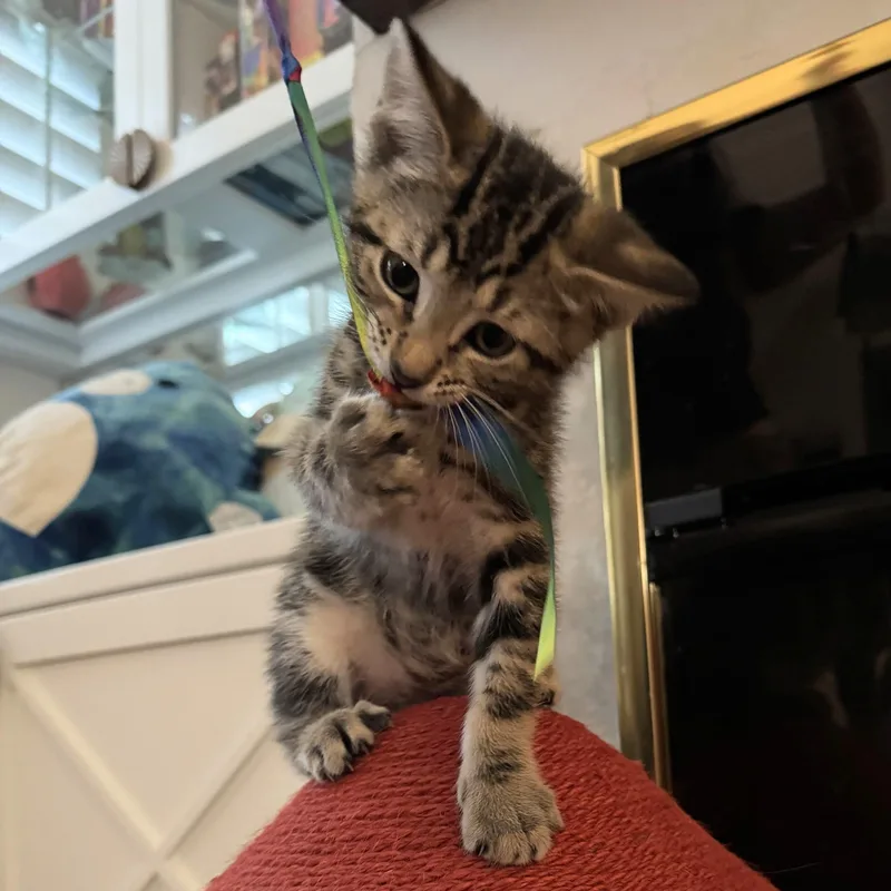 A baby medium-sized male Tabby (Brown / Chocolate) Domestic Short Hair cat named Mando for adoption in Wilsonville, OR