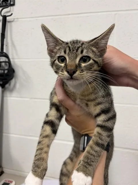 A baby medium-sized male Domestic Short Hair cat named Jock for adoption in Saint Peters, MO