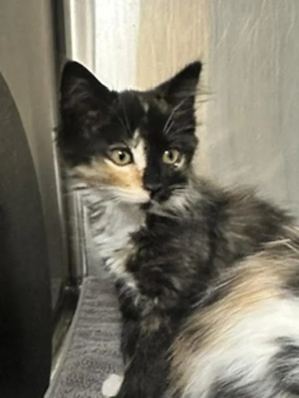 A baby small-sized female Domestic Medium Hair cat named Tansy for adoption in Healdsburg, CA