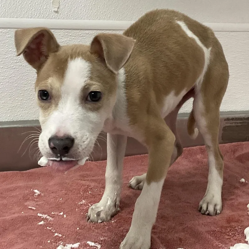 A baby small-sized male Yellow / Tan / Blond / Fawn Pit Bull Terrier dog named Pitbull for adoption in Henderson, NV
