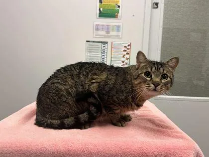 An adult large-sized male Brown / Chocolate Domestic Short Hair cat named Ham for adoption in Kansas City, MO