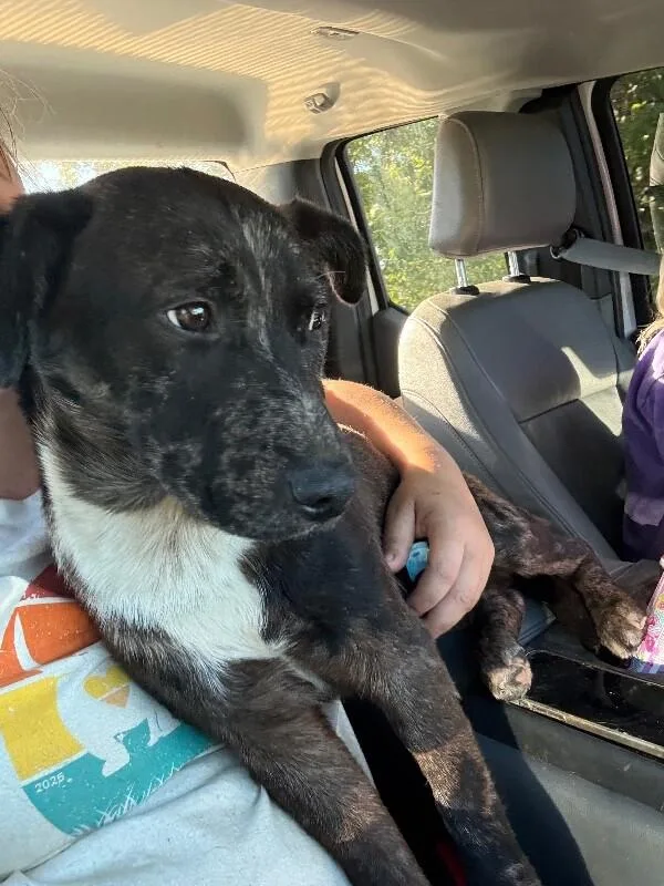 A young medium-sized male Catahoula Leopard Dog dog named Boots for adoption in Alamo, TN