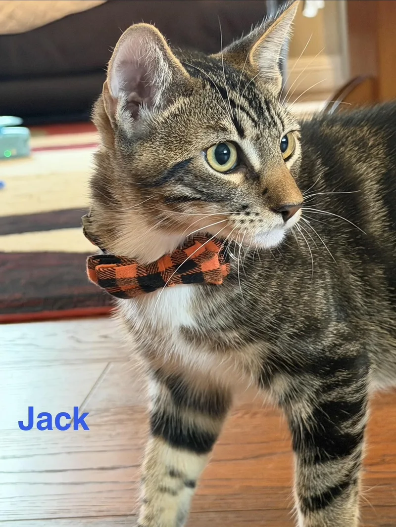 A baby medium-sized male Tabby cat named Jack for adoption in Woodinville, WA