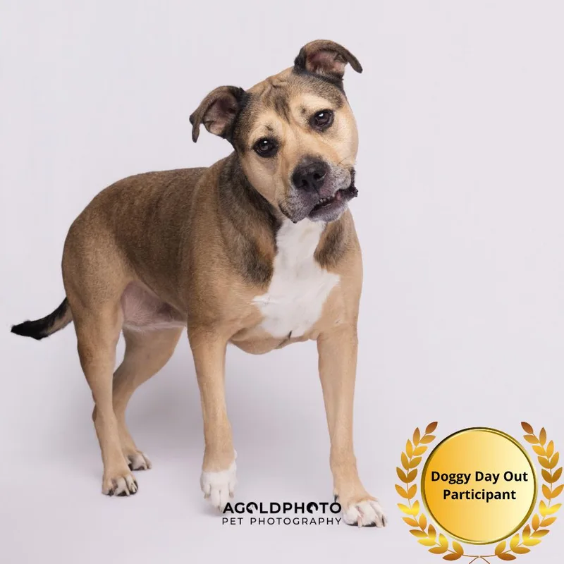 An adult large-sized female Brown / Chocolate Terrier dog named Bailey for adoption in Tampa, FL
