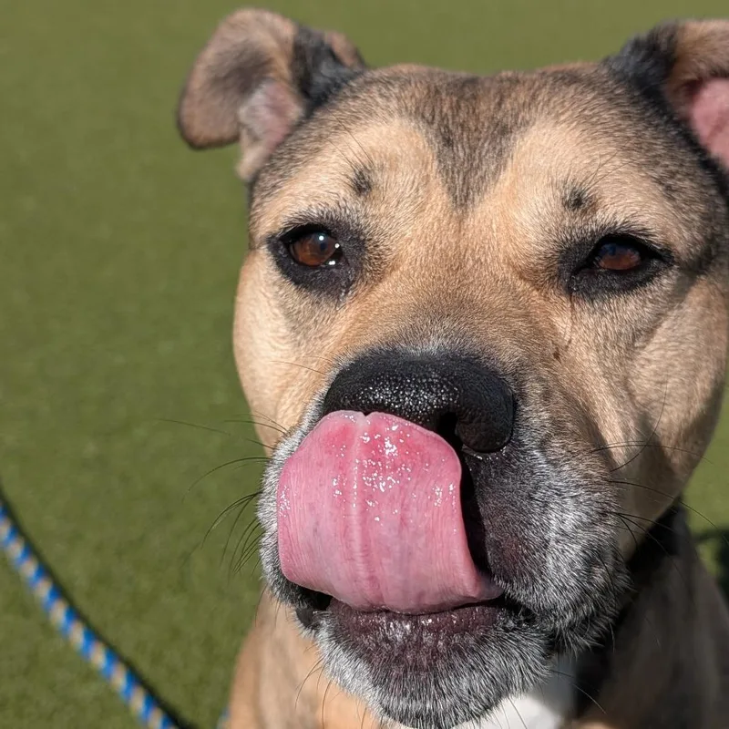Bailey thumbnail 3