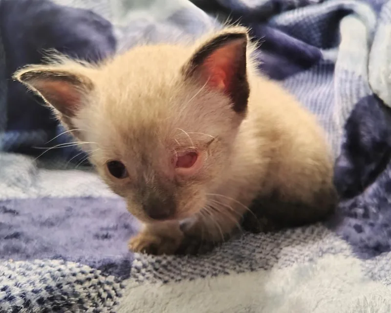 A baby small-sized male Siamese cat named Privateer for adoption in New Braunfels, TX