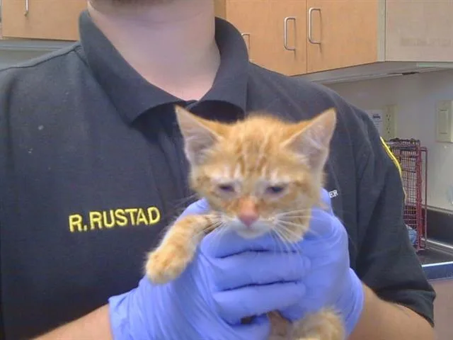 A baby small-sized female Domestic Short Hair cat named Tiger Lily for adoption in Sacramento, CA