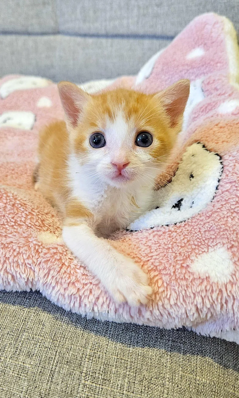 A baby medium-sized female Orange & White Domestic Short Hair cat named Percie for adoption in Fremont, CA