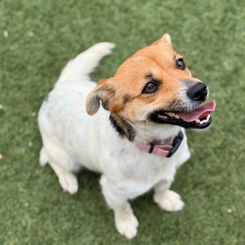An adult medium-sized female White / Cream Mixed Breed dog named Cashew for adoption in Santa Barbara, CA
