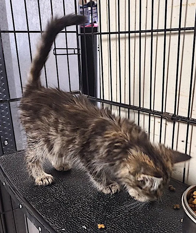 A baby medium-sized female Domestic Medium Hair cat named Noir for adoption in Albemarle, NC