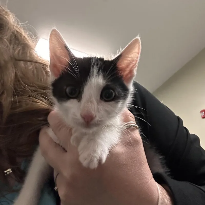 A baby small-sized female Black Domestic Short Hair cat named Ms. Shoe for adoption in Enfield, NH