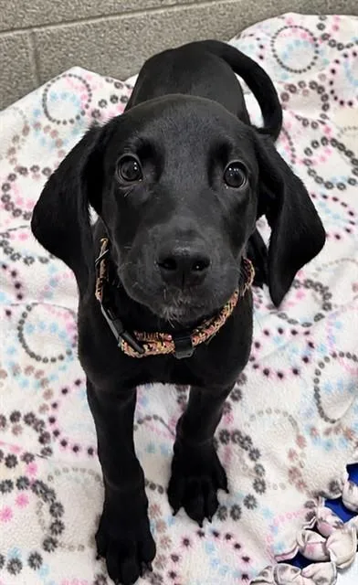 A baby small-sized male Labrador Retriever dog named Cookie Monster for adoption in Statesville, NC