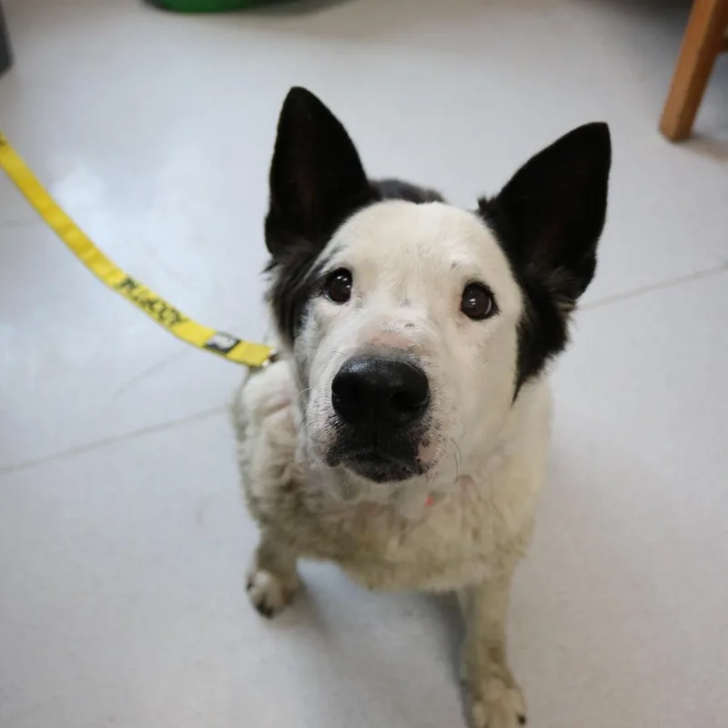 A senior large-sized male White / Cream Australian Cattle Dog / Blue Heeler dog named Buddy for adoption in La Grande, OR