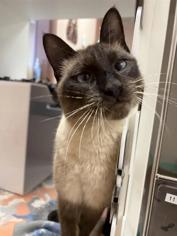 A young medium-sized male Siamese cat named Miso for adoption in Great Falls, MT