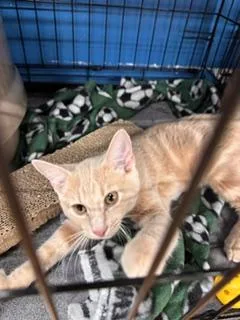 A baby medium-sized male Tabby (Orange / Red) Domestic Short Hair cat named Venusaur for adoption in Louisville, KY