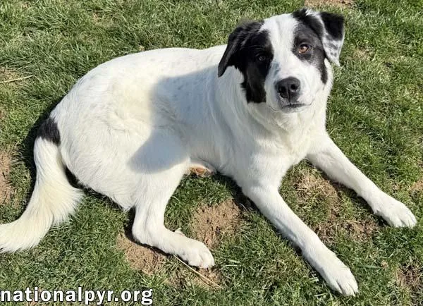 Casanova In Oh  thumbnail 2