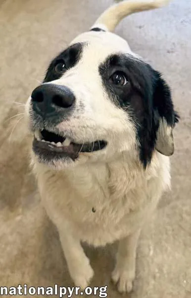 Casanova In Oh  thumbnail 3