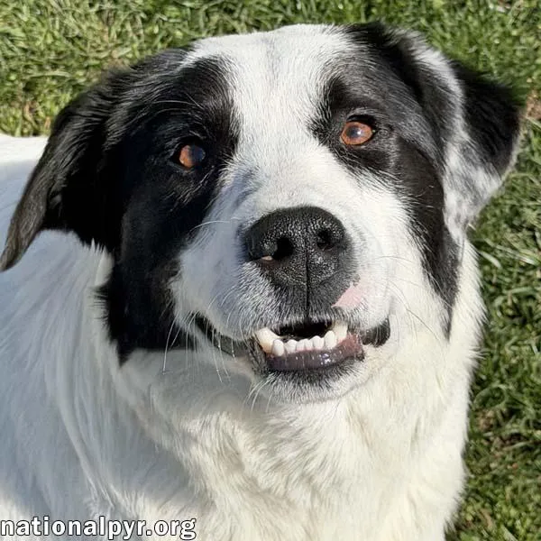 A young large-sized male White / Cream Great Pyrenees dog named Casanova In Oh  for adoption in Beacon, NY