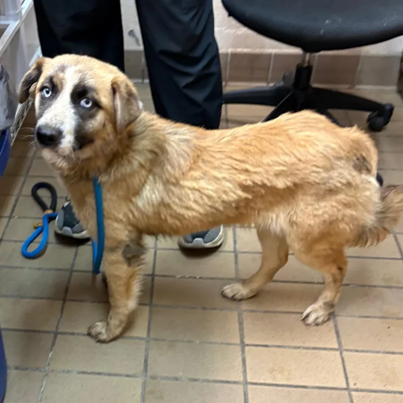 A young small-sized female Collie dog named Cleo for adoption in Birmingham, AL