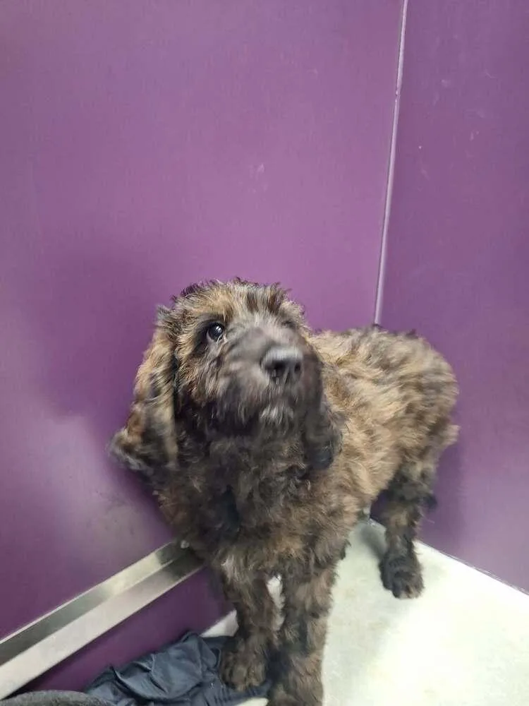 A baby medium-sized male Poodle dog named Drizzle for adoption in Candler, NC