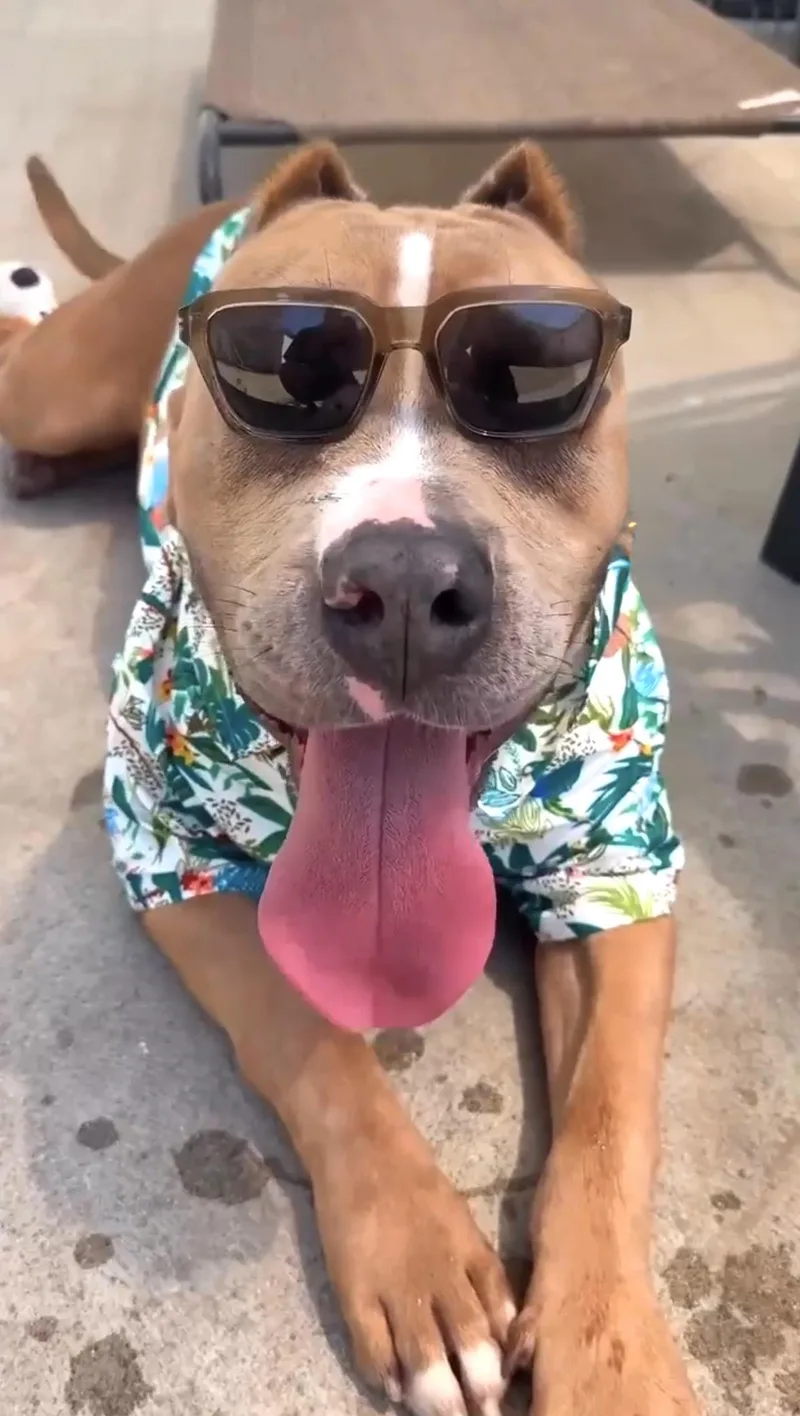 An adult large-sized male Golden Pit Bull Terrier dog named Romeo for adoption in Woodland Hills, CA