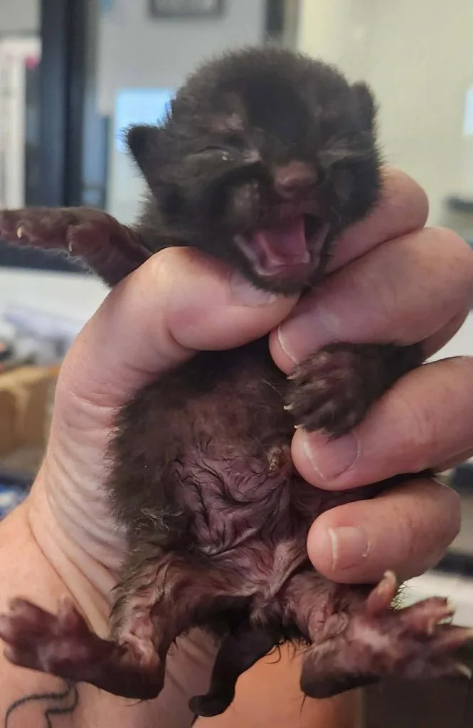 A baby small-sized male Domestic Short Hair cat named Anderson for adoption in Republic, MO