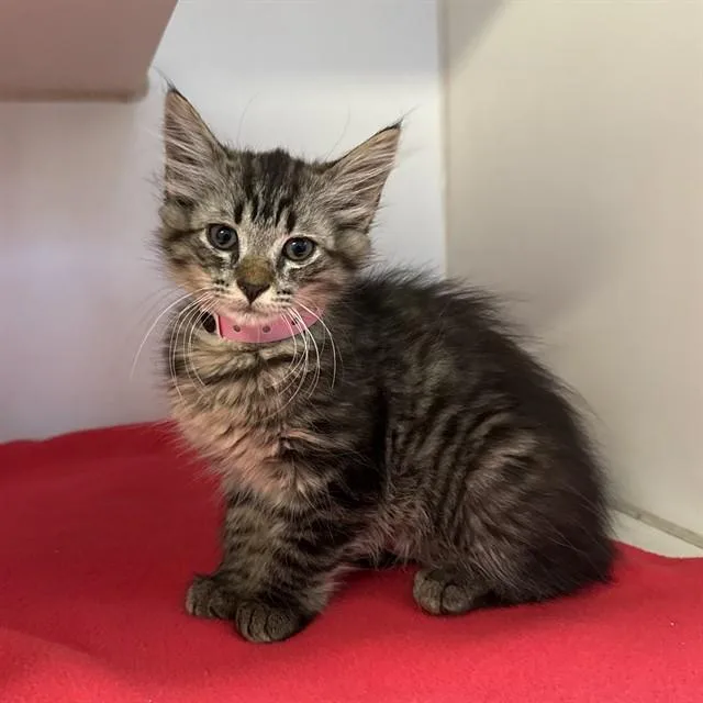 A baby small-sized female Domestic Short Hair cat named Ivy for adoption in Long Beach, CA