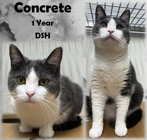 An adult medium-sized female Gray / Blue / Silver Domestic Short Hair cat named Concrete for adoption in Franklin, IN