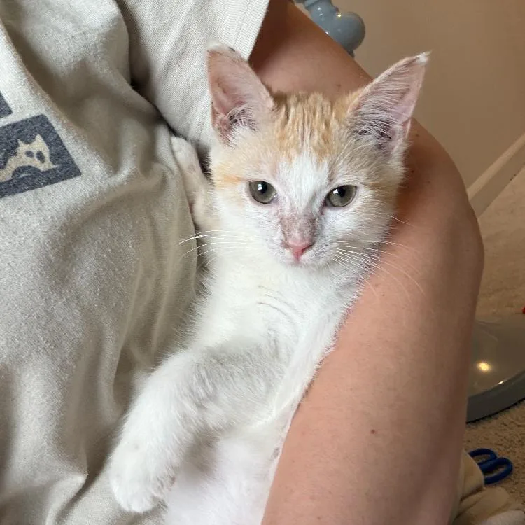 A young small-sized female Domestic Short Hair cat named Jay for adoption in Waxhaw, NC