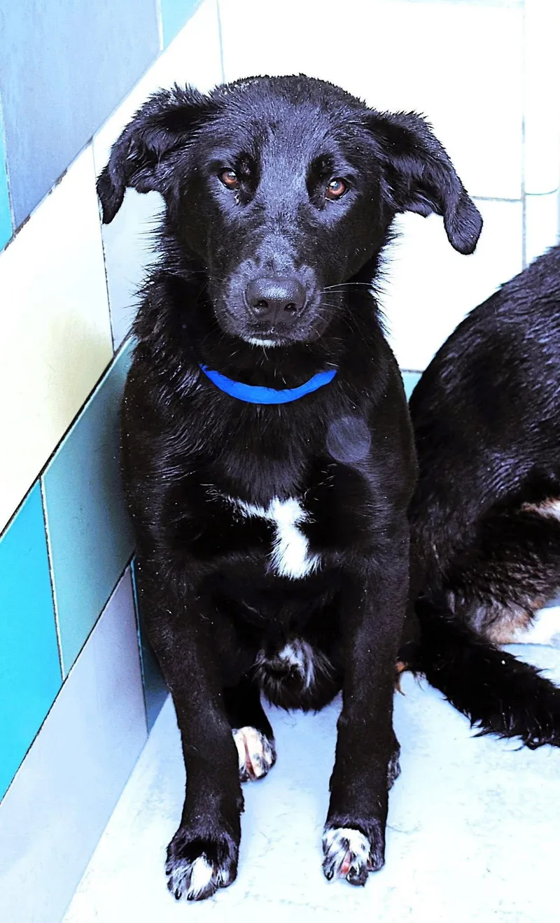 A young large-sized male Labrador Retriever dog named Potter for adoption in San Diego, CA