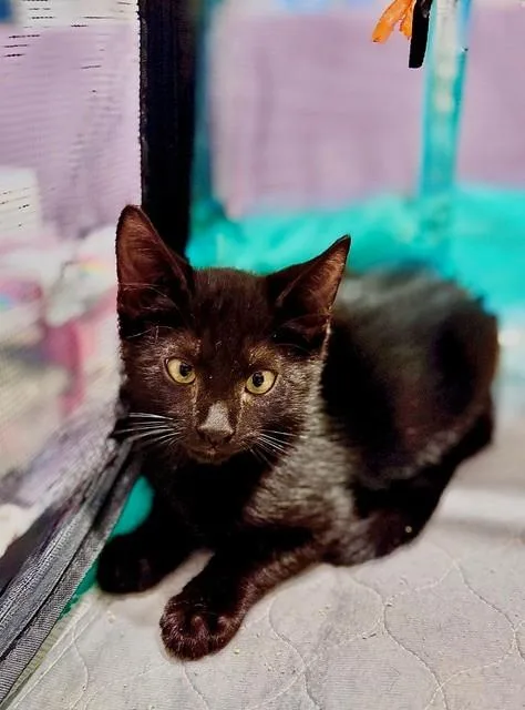 A baby small-sized male Domestic Short Hair cat named Raven for adoption in Naples, FL