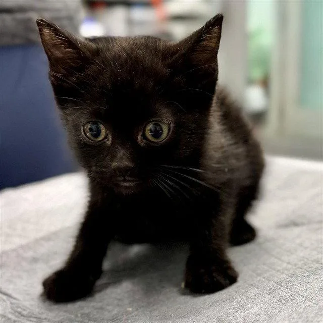 A baby small-sized male Black Domestic Short Hair cat named Fructose for adoption in Tavares, FL