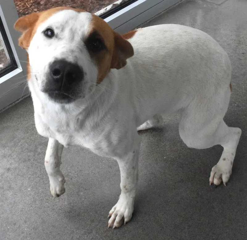 An adult medium-sized female White / Cream Pit Bull Terrier dog named #22103 for adoption in Broken Arrow, OK