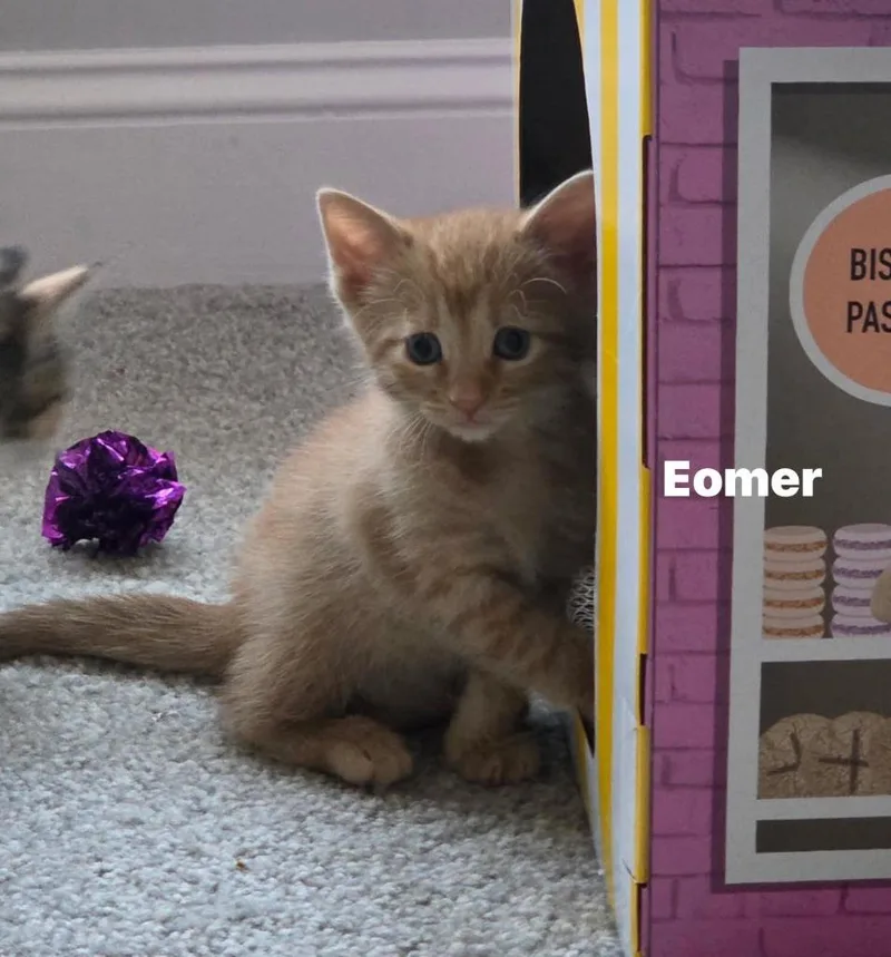 A baby small-sized male Domestic Short Hair cat named Eomer for adoption in Darien, GA