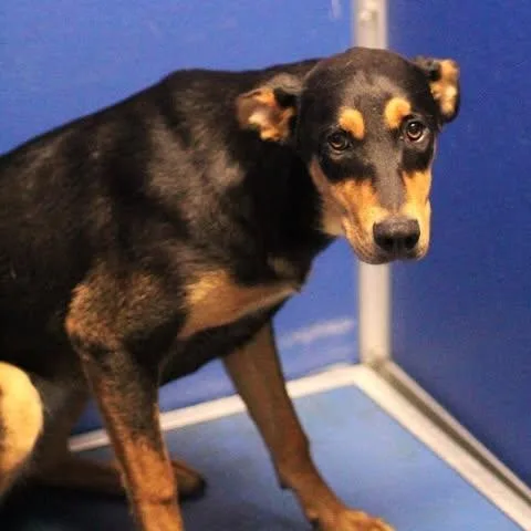 A young medium-sized female Black Doberman Pinscher dog named 26-00970 for adoption in Fredericksburg, VA