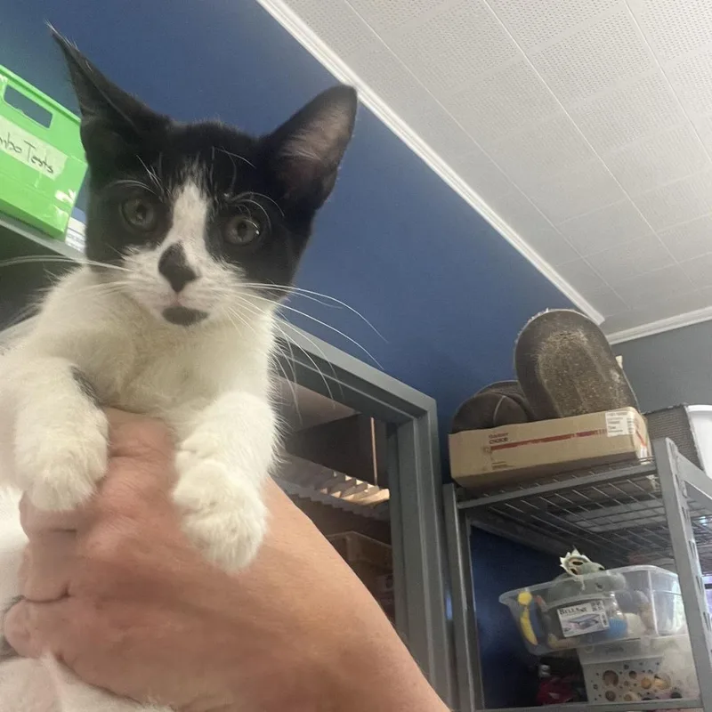 A baby small-sized female White Domestic Short Hair cat named Acorn for adoption in Oak Hill, WV