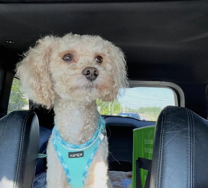 An adult small-sized male Apricot / Beige Goldendoodle dog named Teddy for adoption in Lincoln University, PA