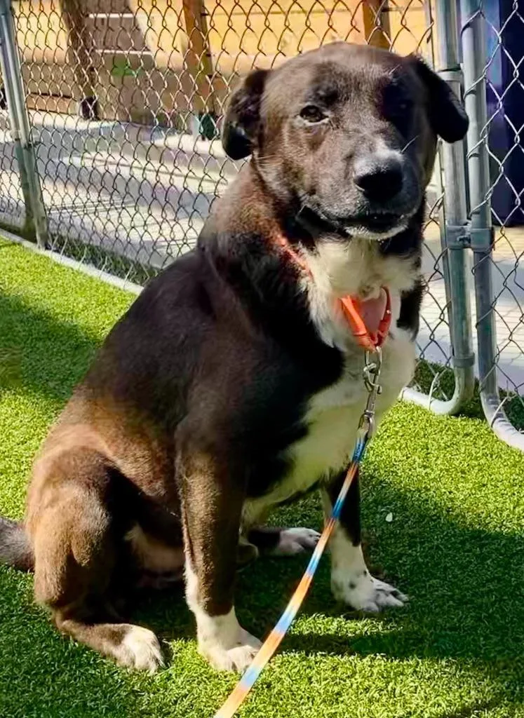 A young large-sized male Labrador Retriever dog named Arthur for adoption in Hartsville, SC