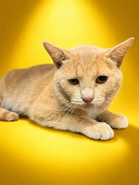 Tom