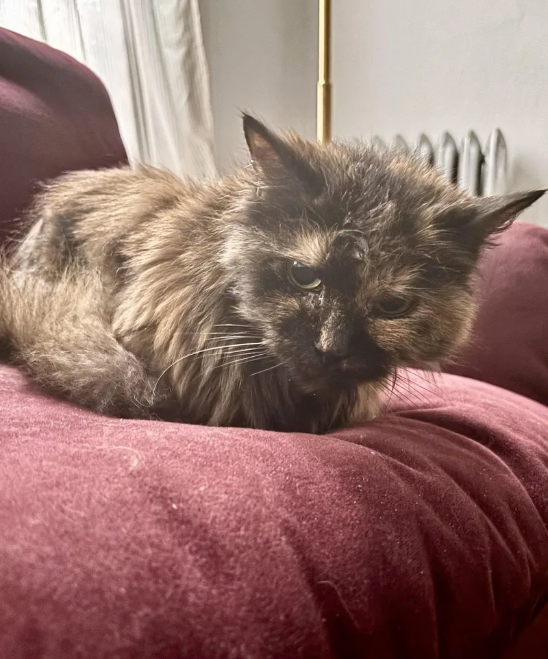 An adult medium-sized female Domestic Medium Hair cat named Camilla for adoption in Brooklyn, NY
