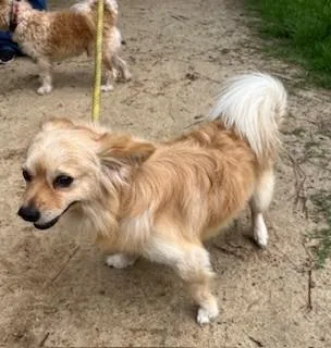 An adult small-sized male Mixed Breed dog named Mr Straight for adoption in Madison, NJ