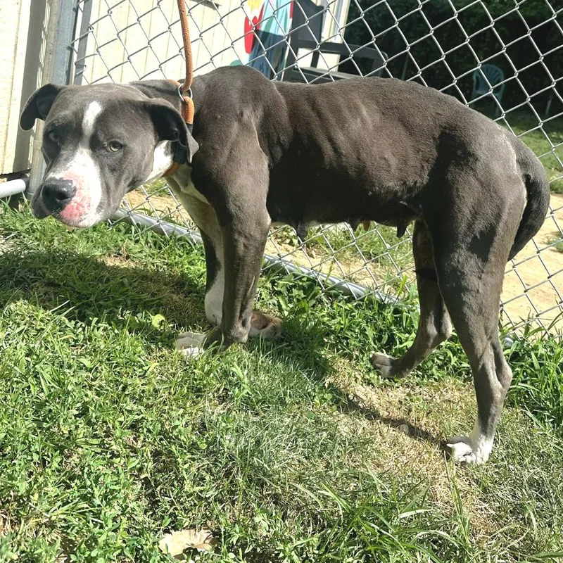 An adult large-sized female Gray / Blue / Silver Pit Bull Terrier dog named Sheena for adoption in Warrensburg, MO