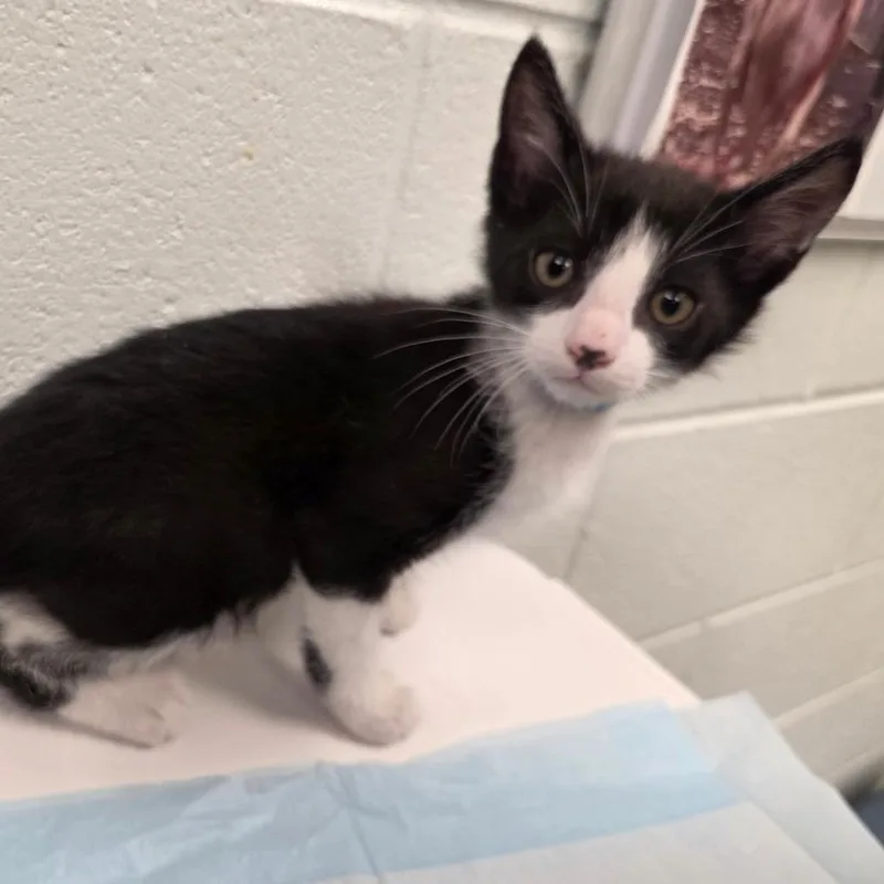 A baby small-sized male Black Domestic Short Hair cat named Kowalski for adoption in Chattanooga, TN