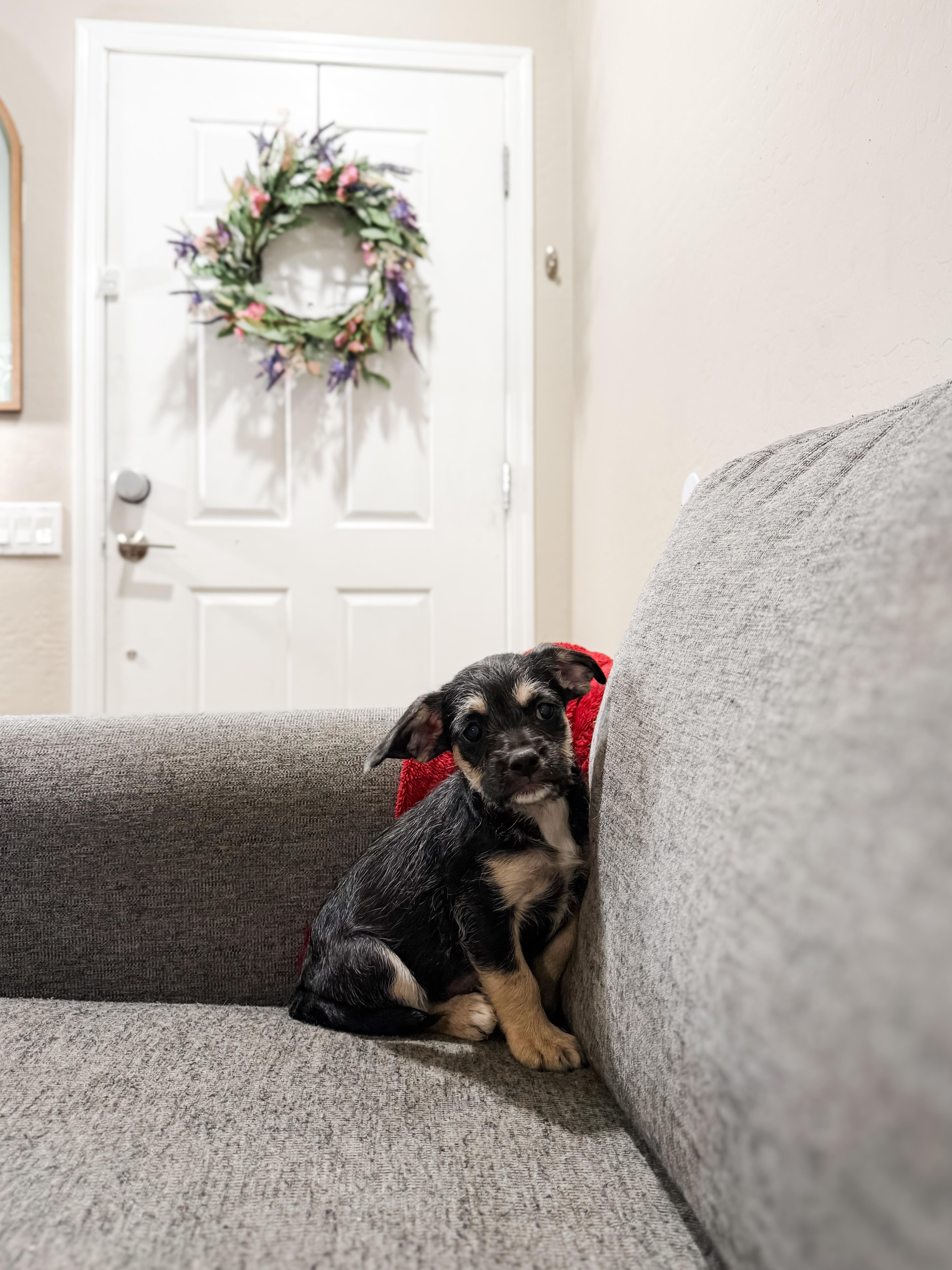 A baby small-sized female Terrier dog named Liberty for adoption in Goodyear, AZ