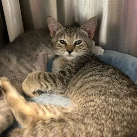 A baby small-sized female Gray / Blue / Silver Domestic Short Hair cat named Olive for adoption in Knoxville, TN